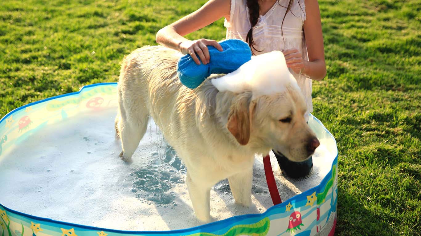 Image result for dog care